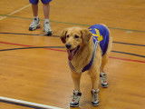 Air Buddy, le chien héros du film « Air Bud » (1997)