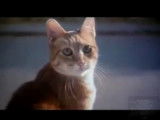 Bande-Annonce du film « Comme chiens et chats » (2001)
