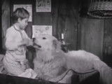 Flanker, le chien de la série télévisée « Belle et Sébastien » (1965)