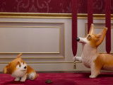 Bande-annonce du film « Royal Corgi » (2019)