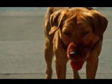 Extrait du film « White God » (2014) : une attaque des chiens