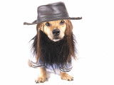 Un chien portant une fedora et une barbe