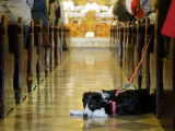Un chien en laisse est allongé dans la nef d'une église