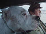 Bande-annonce du film « Bombon le chien » (2004)