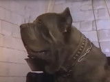 Samson, le Mâtin Napolitain de Fort Boyard