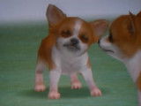 Premiers pas dans le jeu vidéo « Nintendogs » (Nintendo EAD, 2005)