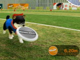 Compétition de frisbee dans le jeu vidéo « Little Friends Dogs & Cats » (Imagineer, 2018)