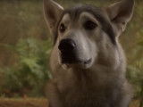 Les Inuits du Nord incarnent les loups dans « Game of Thrones »