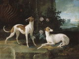 Le tableau « Misse et Turlu, levrettes de Louis XV », de Jean-Baptiste Oudry, qui représente deux chiens du roi de France Louis XV