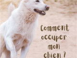 « Comment occuper mon chien ? » (Julie Claeyssen, 2020)