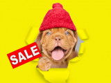 Gros plan sur la tête d'un chien portant un bonnet rouge, à côté de lui apparaît le mot SALE.