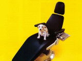 Une affiche de publicité pour des bâtonnets à mâcher Pedigree Denta Stix représentant un Jack Russel Terrier sur un fauteuil de dentiste
