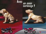 Une affiche de publicité pour une moto Suzuki Bandit mettant en scène un chien de race Shar-Peï