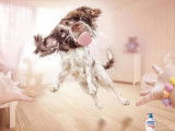 Une affiche de publicité pour le savon liquide Protex de Colgate Palmolive, avec un chien Springer Anglais sautant sur son propriétaire