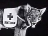« Where the North Begins » (1923), avec Rintintin : film complet