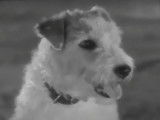 Bande annonce du film « Cette Sacrée Vérité » (1937)