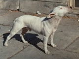 Bande annonce du film « It's a Dog's Life » (1955)