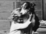 Jean, le Border Collie du court métrage « Playmates » (1912)
