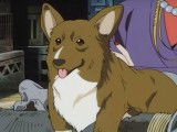 Ein, le chien Welsh Corgi Pembroke de l'anime « Cowboy Bebop »