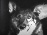 Rintintin dans « Lone Defender » (1930), la série complète