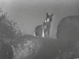 Rintintin dans « The Lightning Warrior » (1931)