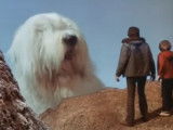 Le Bobtail de « Digby: The Biggest Dog in the World » (1973), film complet