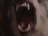 Scènes de combats de chiens dans le film « Croc-Blanc » (1991)