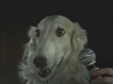 Un chien dans un concert live de Pink Floyd
