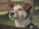 Une publicité du Crédit Mutuel avec Toby, un chien qui parle