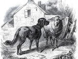 Illustration en noir et blanc de la fable « La Brebis et le Chien », de Jean-Pierre Claris de Florian