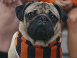 Clip de la chanson « Swish Swish », avec Doug the Pug