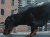 Le Teckel influenceur Crusoe parodie « Godzilla »