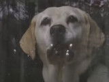 Bande-annonce du film « Le chien qui a sauvé Noël »