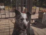 La rencontre avec Boomer dans « Far Cry 5 » (2004)