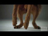Une publicité Pedigree avec des chiens en slow motion