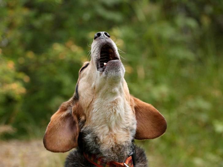 Un chien aboyant