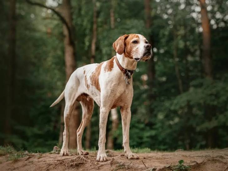 Un chien de chasse âgé