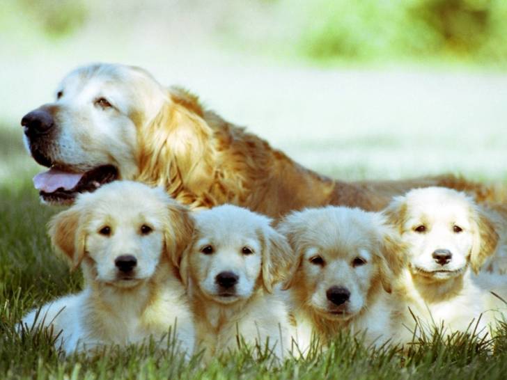 Une chienne allongée à côté de ses chiots