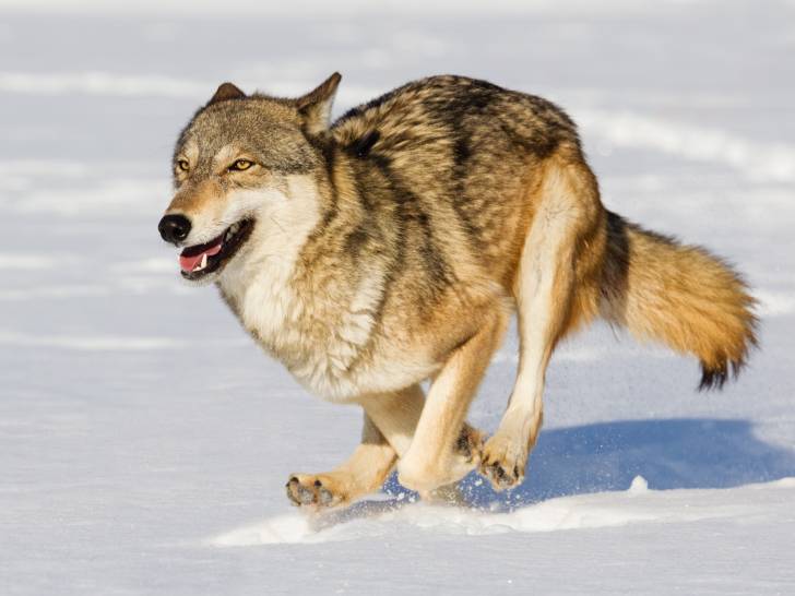 Un loup en train de courir dans la neige