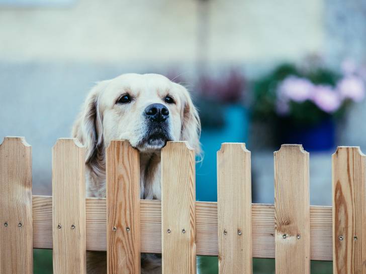 Un chien passant la tête au-dessus d'une clôture de jardin en bois