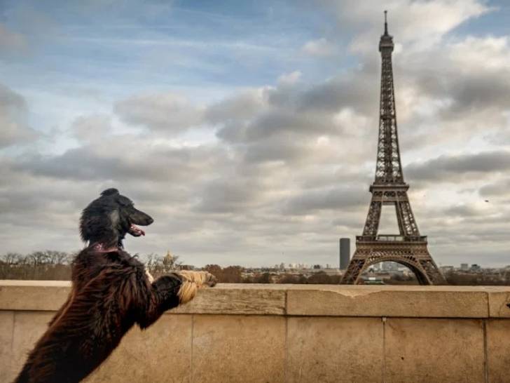 Un chien en train de regarder la tour Eiffel depuis l'esplanade du Trocadéro
