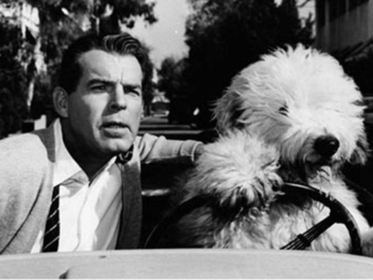 Wilby dans « Quelle vie de chien ! » (1959) - Chien célèbre du cinéma