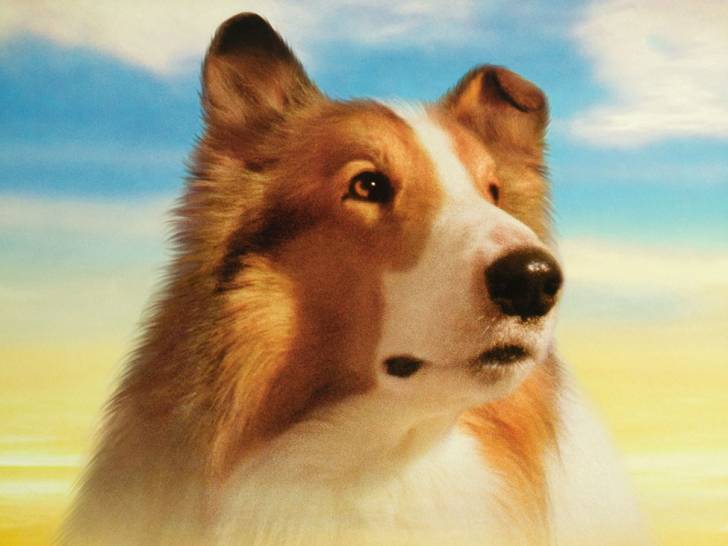 Lassie (1994) - Chien célèbre du cinéma