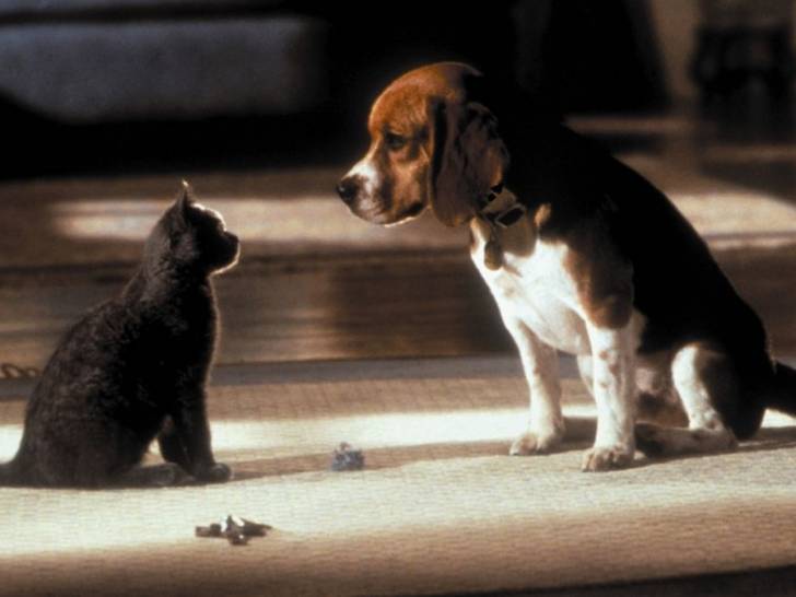 Lou et Mr. Tinkles en train de se faire face, dans le film « Comme chiens et chats » (2001)
