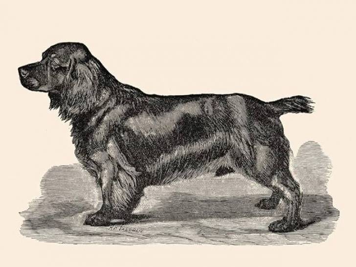 Une illustration du Cocker Spaniel Flush, tirée du livre éponyme de Virginia Woolf