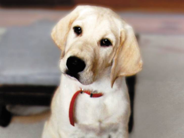 Une photo du Labrador Retriever Marley utilisée pour la couverture du livre « Marley et moi »