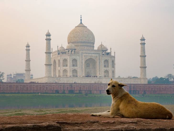 Un chien allongé avec le Taj Mahal en arrière plan