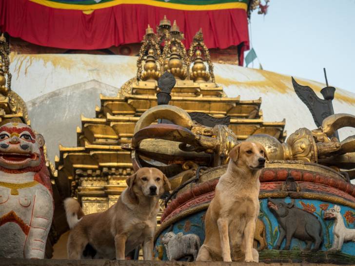 Le chien dans le bouddhisme