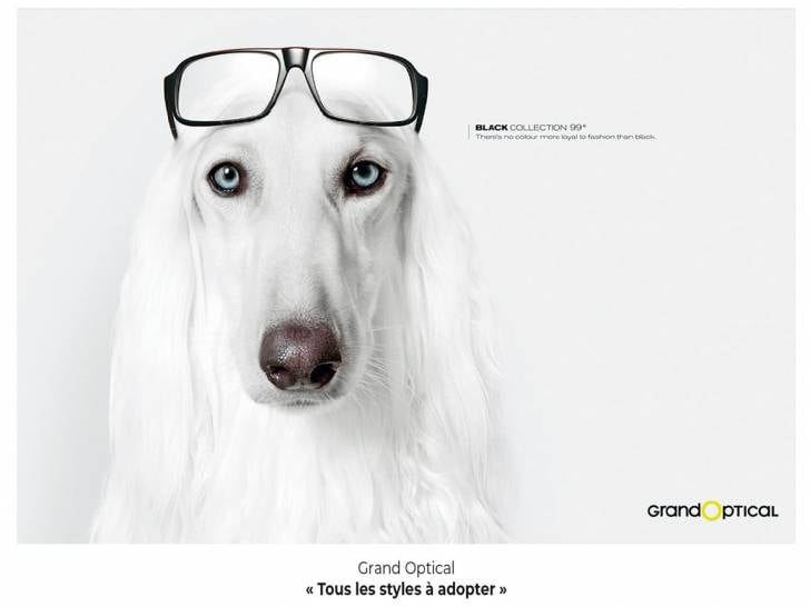 Une affiche de publicité pour Grand Optical avec un chien Lévrier Afghan portant des lunettes