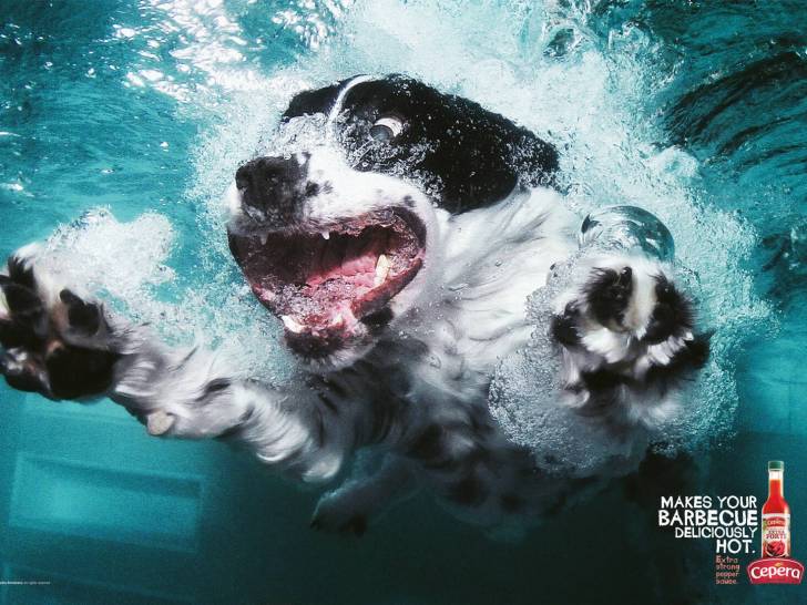 Une affiche de publicité pour la sauce piquante Cepera avec un chien Setter Anglais plongeant dans l'eau